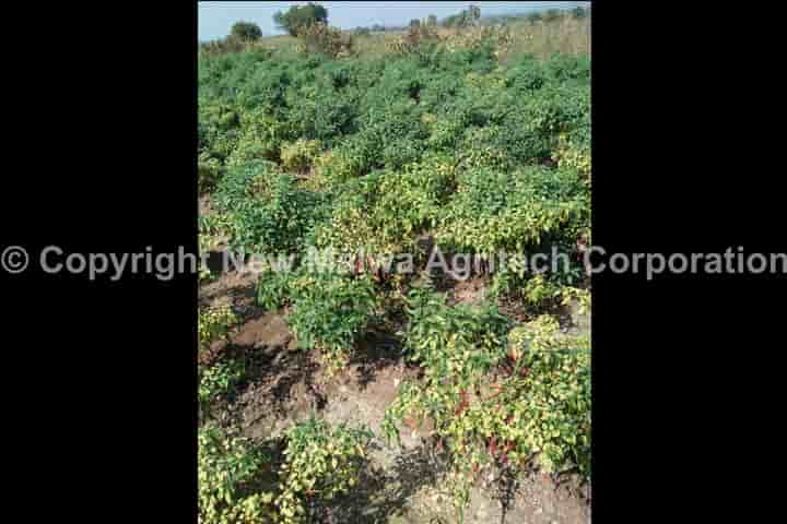 virucide for leaf curl virus in india